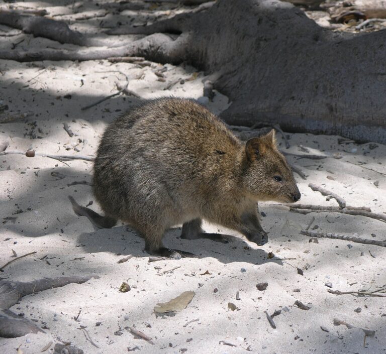 Klokan quokka (Setonix brachyurus)
