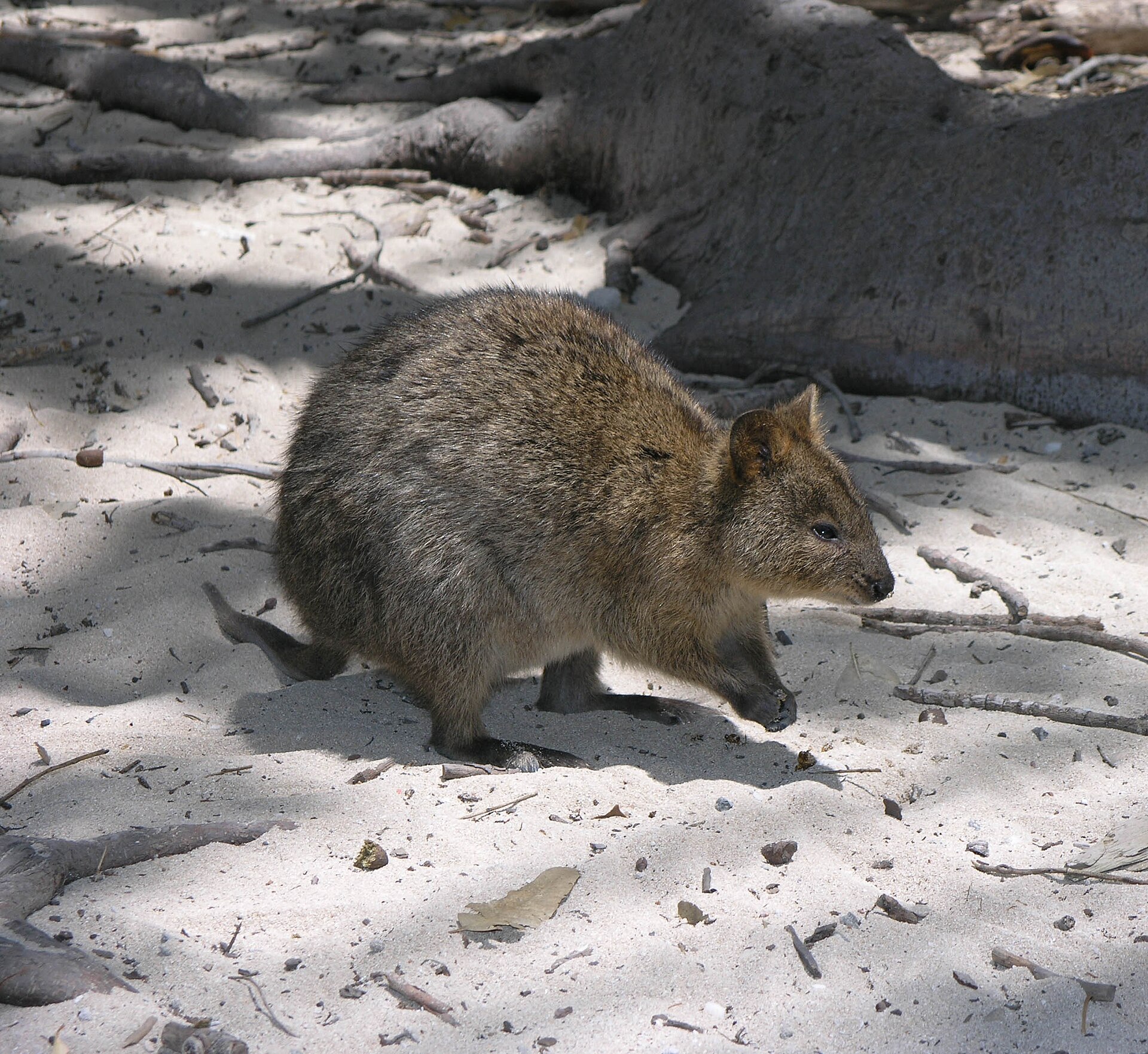 Klokan quokka