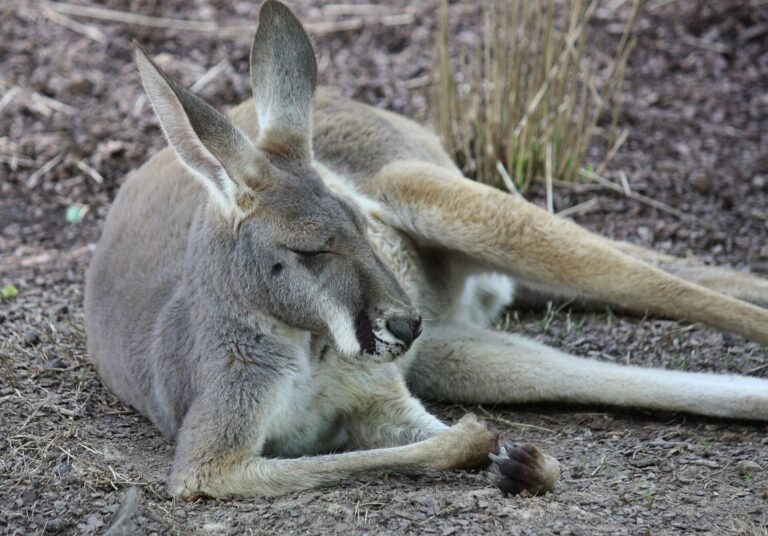 Klokan rudý (Macropus rufus)