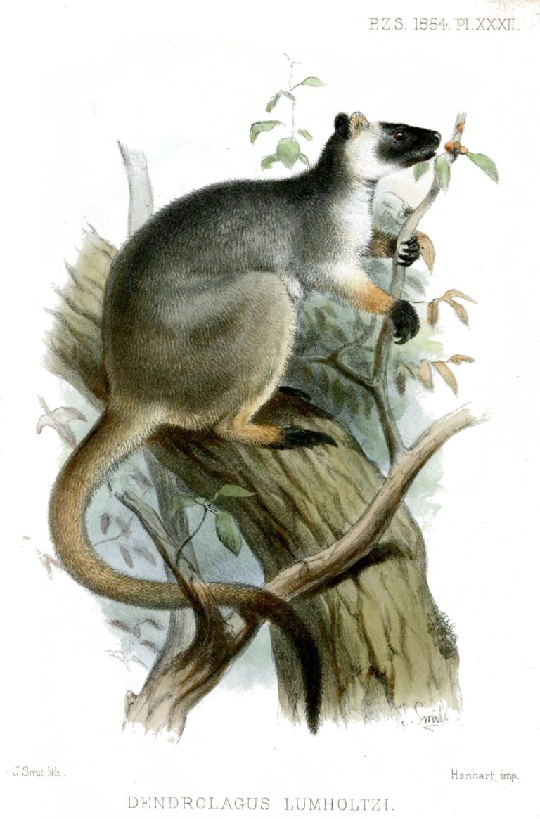 Klokan stromový (Dendrolagus lumholtzi)
