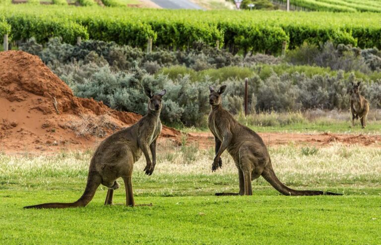 Klokan velký (Macropus fuliginosus)