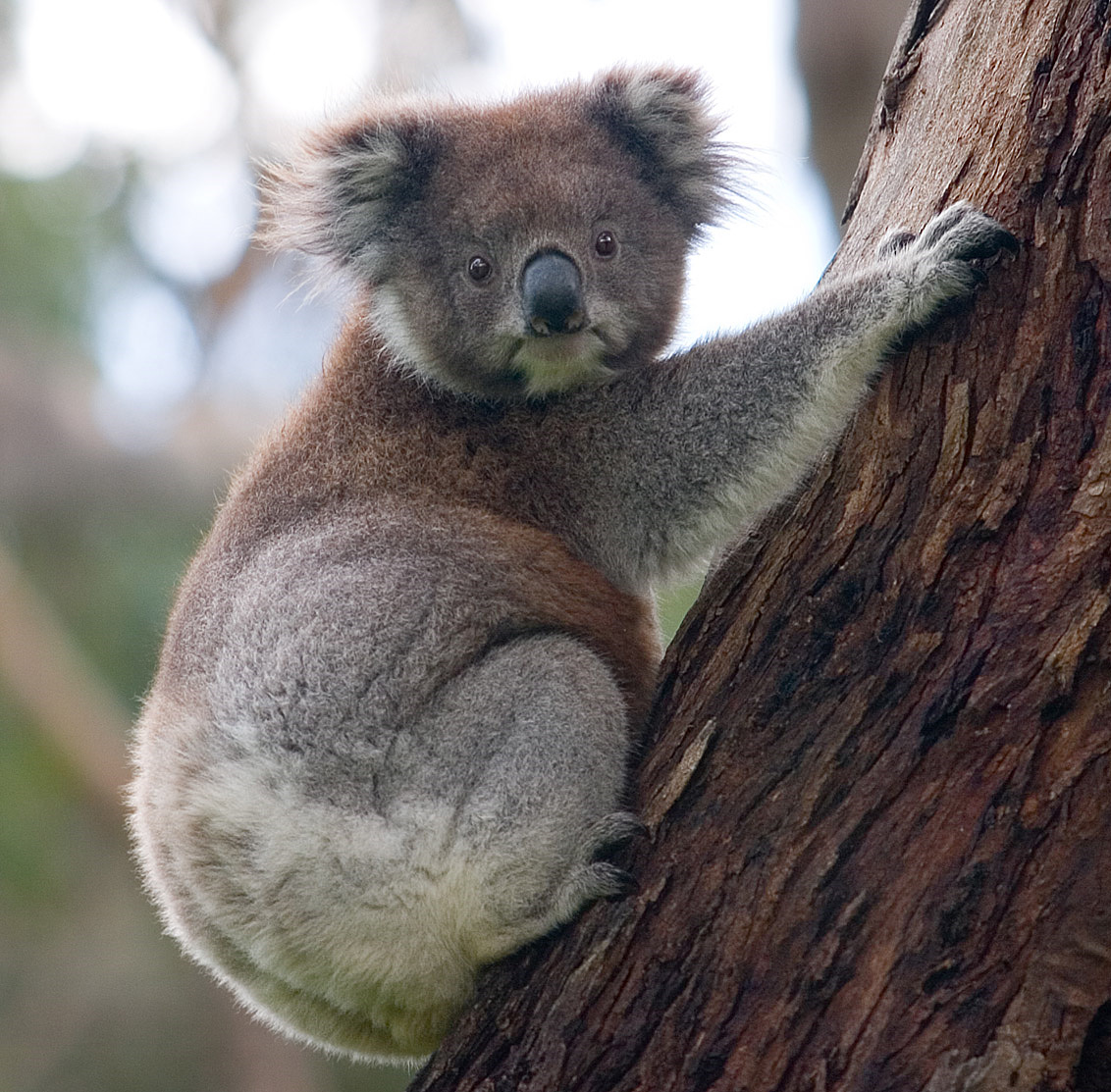 Koala medvídkovitý