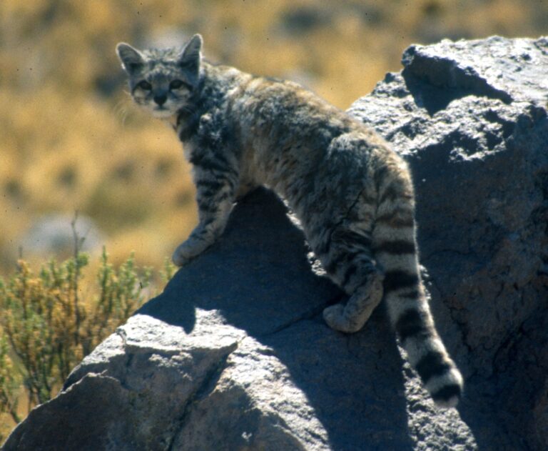 Kočka horská (Leopardus jacobita)