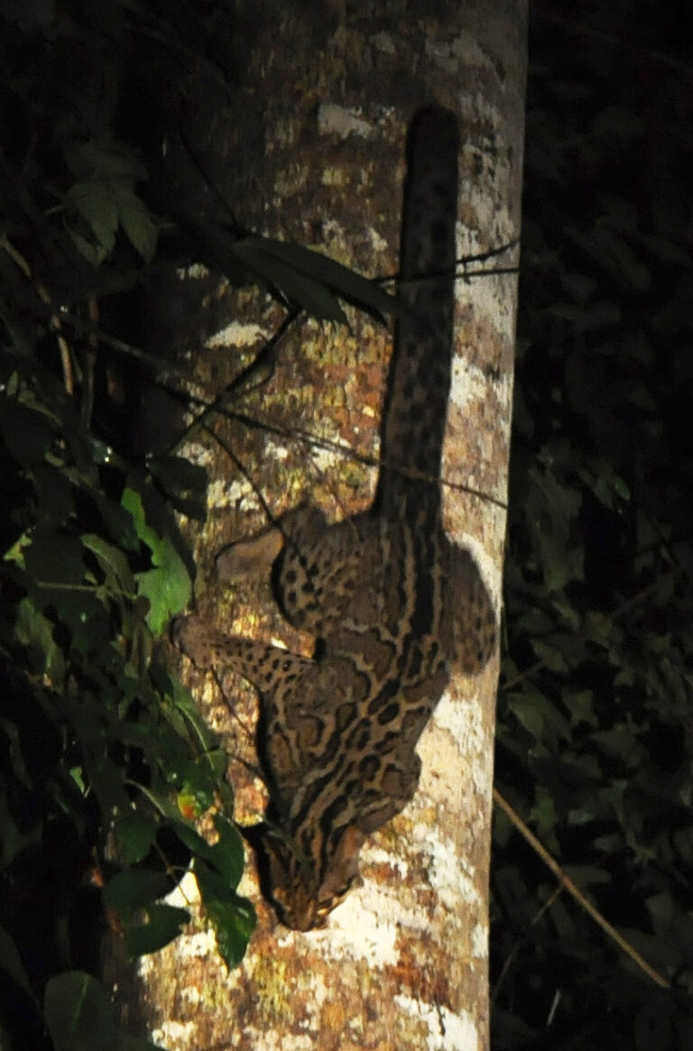 Kočka mramorovaná (Pardofelis marmorata)
