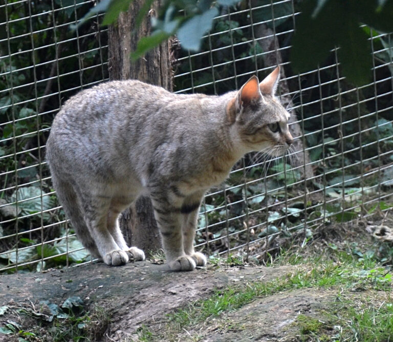 Kočka plavá (Felis lybica)