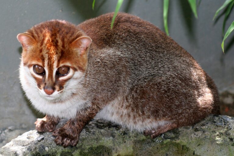 Kočka plochočelá (Prionailurus planiceps)