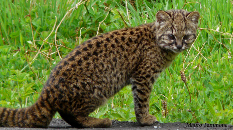 Kočka tmavá (Leopardus guigna)