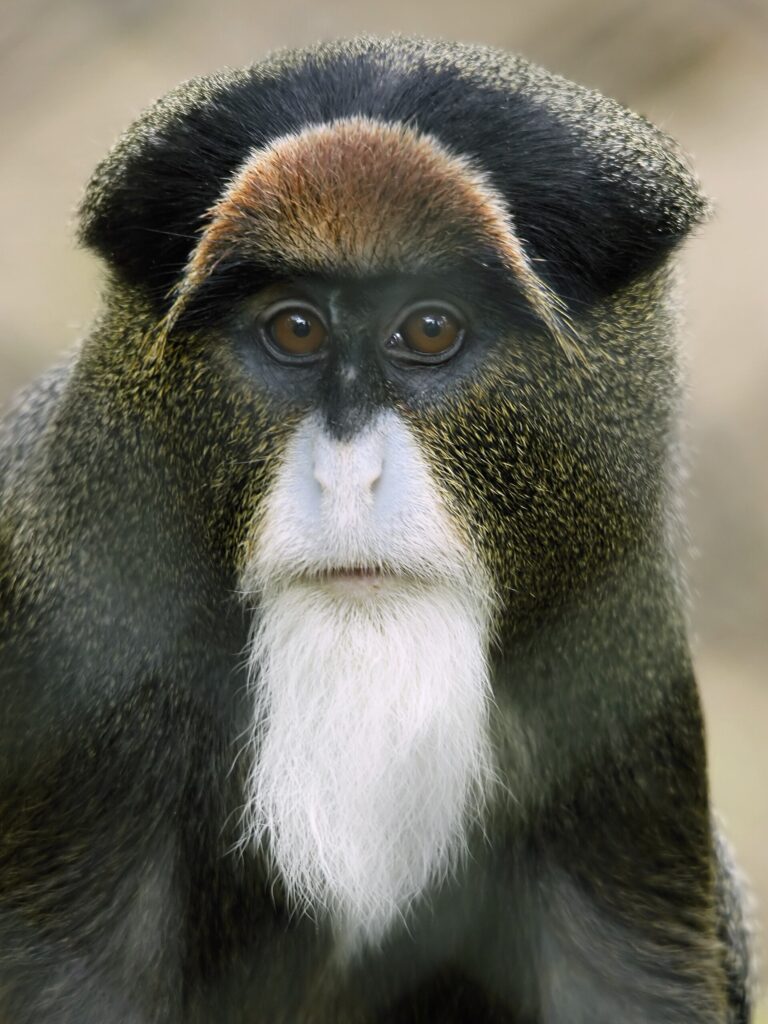 Kočkodan brazzův (Cercopithecus neglectus)