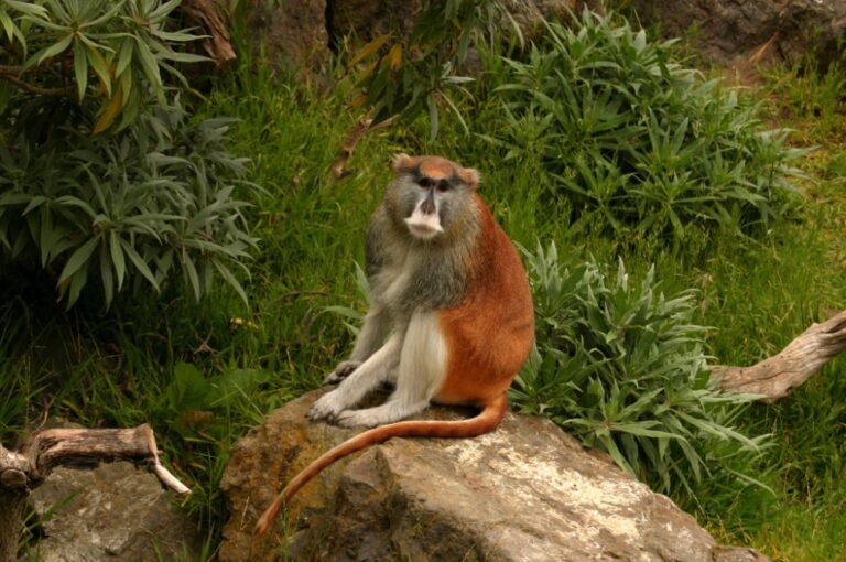 Kočkodan husarský (Erythrocebus patas)