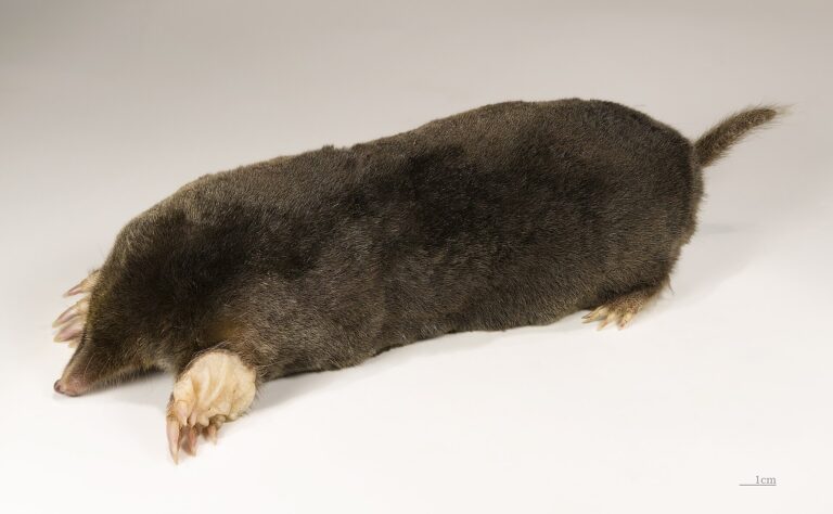 Krtek obecný (Talpa europaea)
