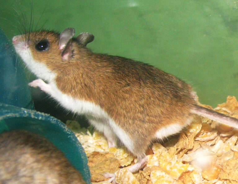 Křeček dlouhoocasý (Peromyscus maniculatus)