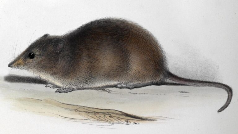 Křeček nosatý (Oxymycterus nasutus)