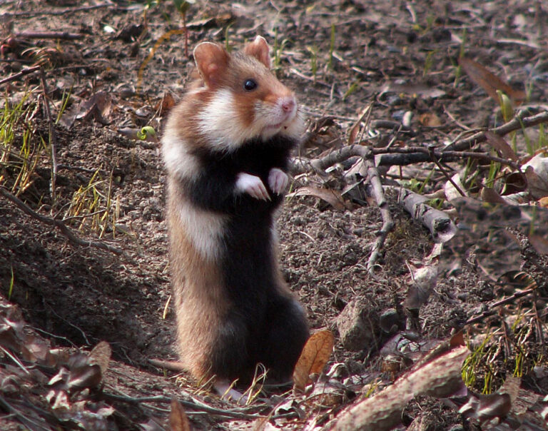 Křeček polní (Cricetus cricetus)