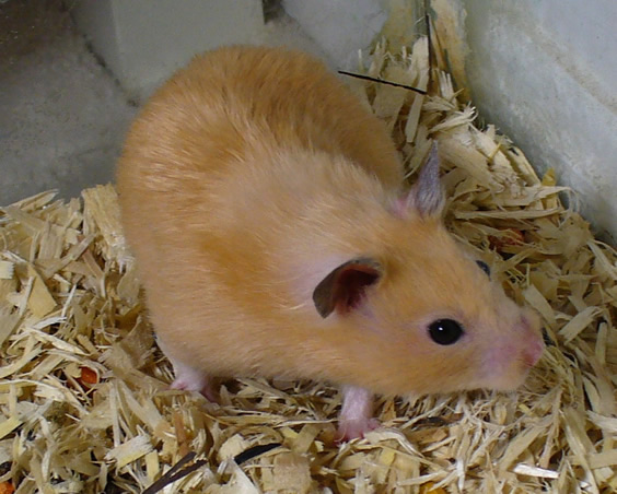 Křeček zlatý