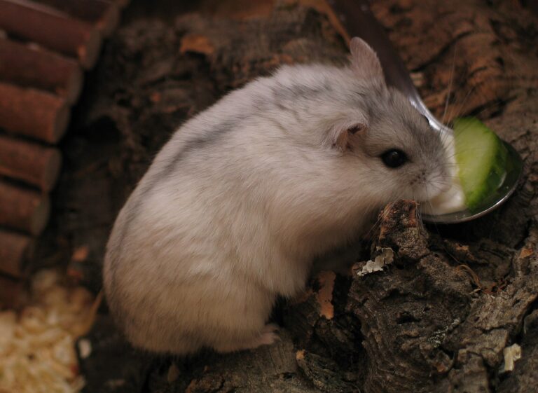 Křečík džungarský Křečík džungarský (Phodopus sungorus)