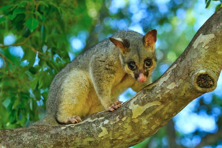 Kusu liščí (Trichosurus vulpecula)