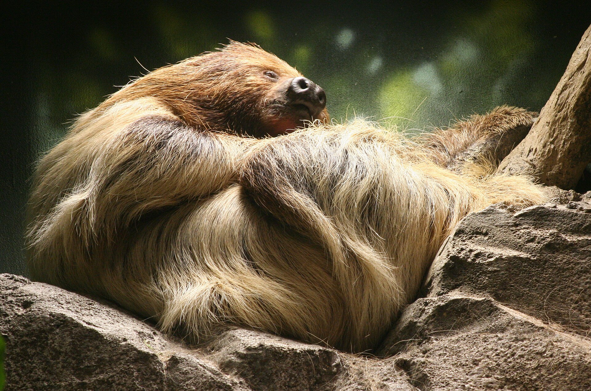Lenochod dvouprstý