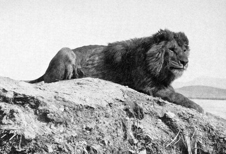 Lev berberský (Panthera leo leo)