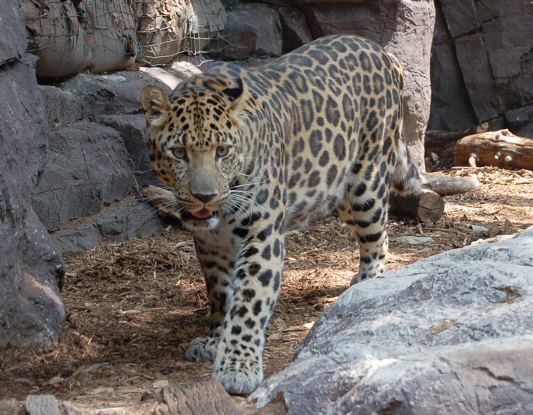 Levhart mandžuský (Panthera pardus orientalis)