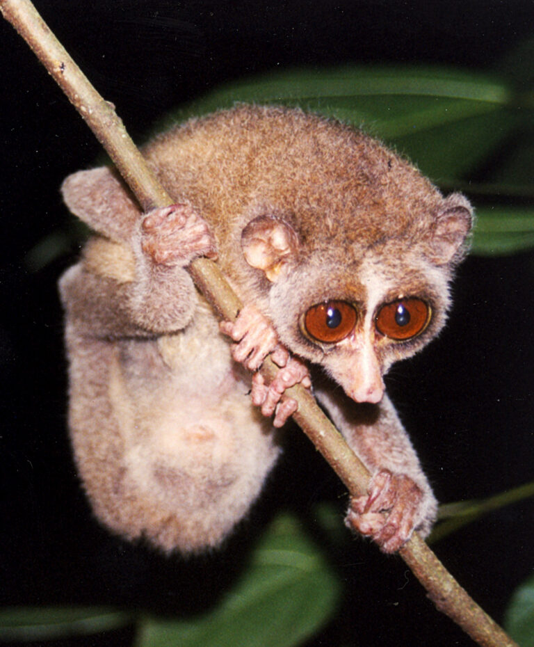 Lori štíhlý (Loris tardigradus)