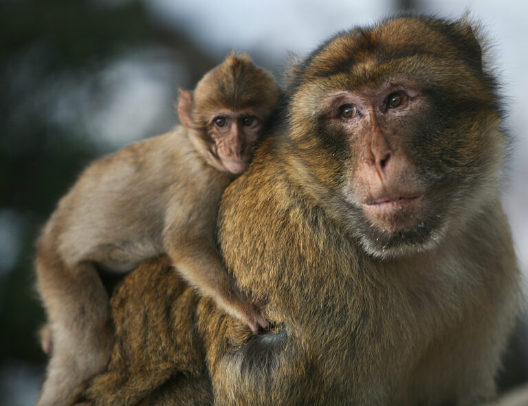 Magot bezocasý (Macaca sylvanus)
