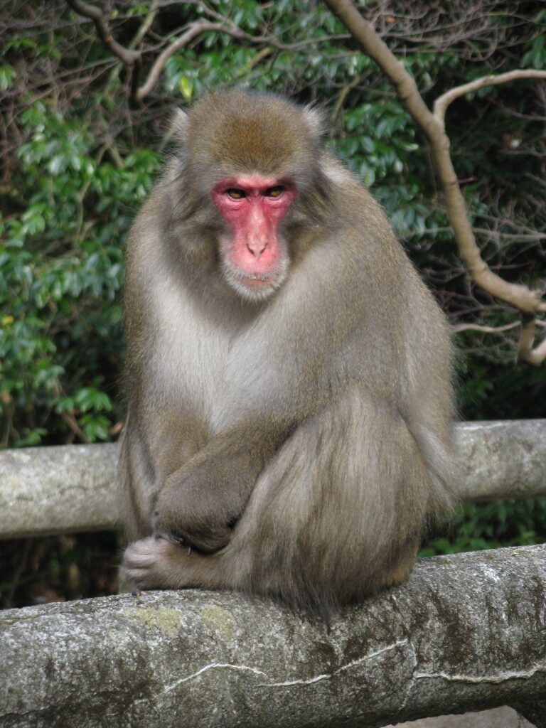 Makak červenolící (Macaca fuscata)