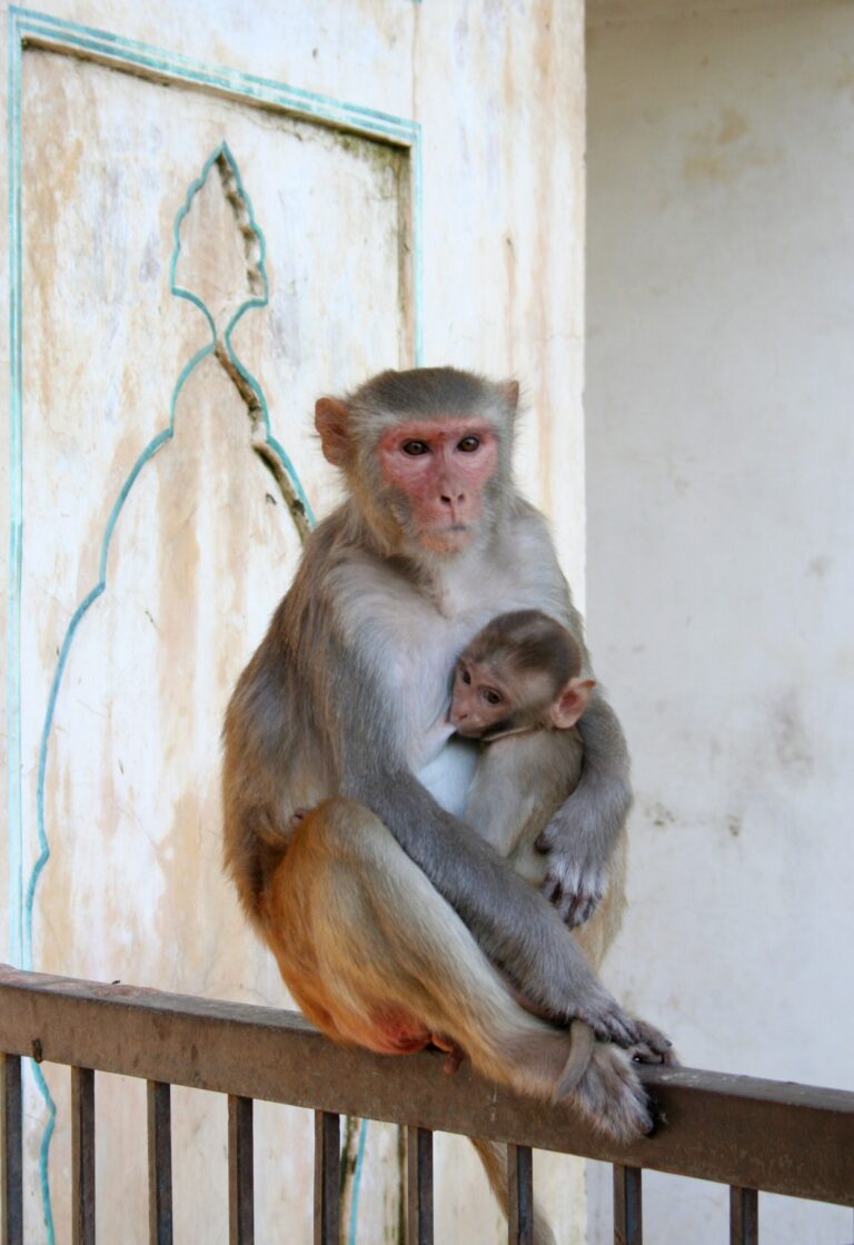 Makak rhesus (Macaca mulatta)
