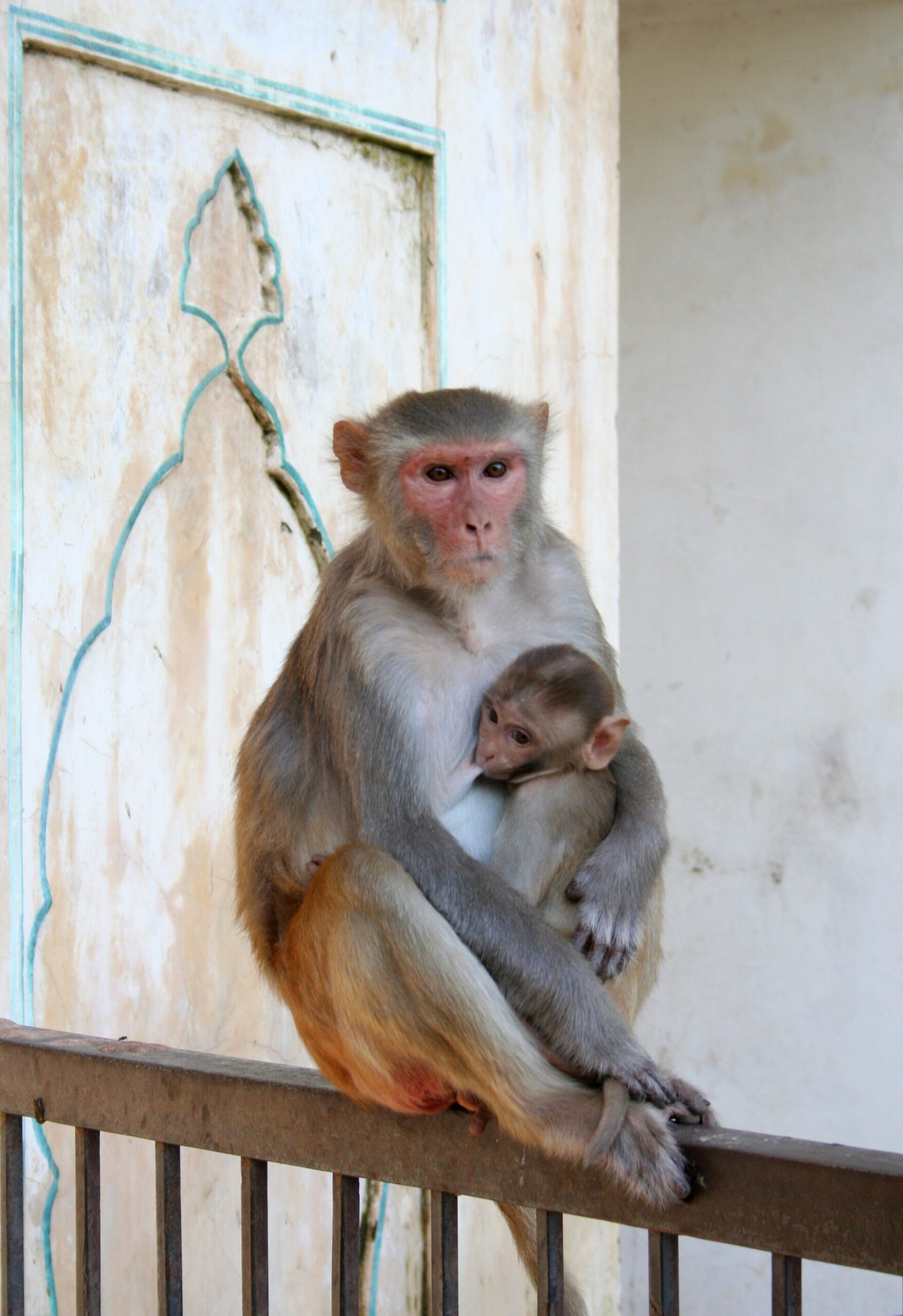 Makak rhesus