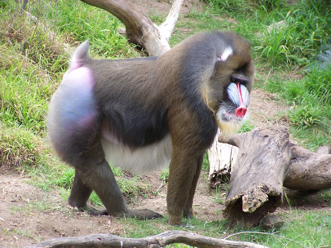 Mandril rýholící