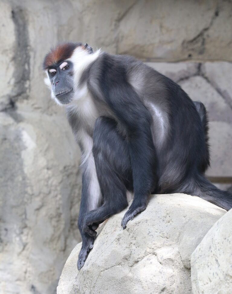 Mangabej rudohlavý (Cercocebus torquatus)