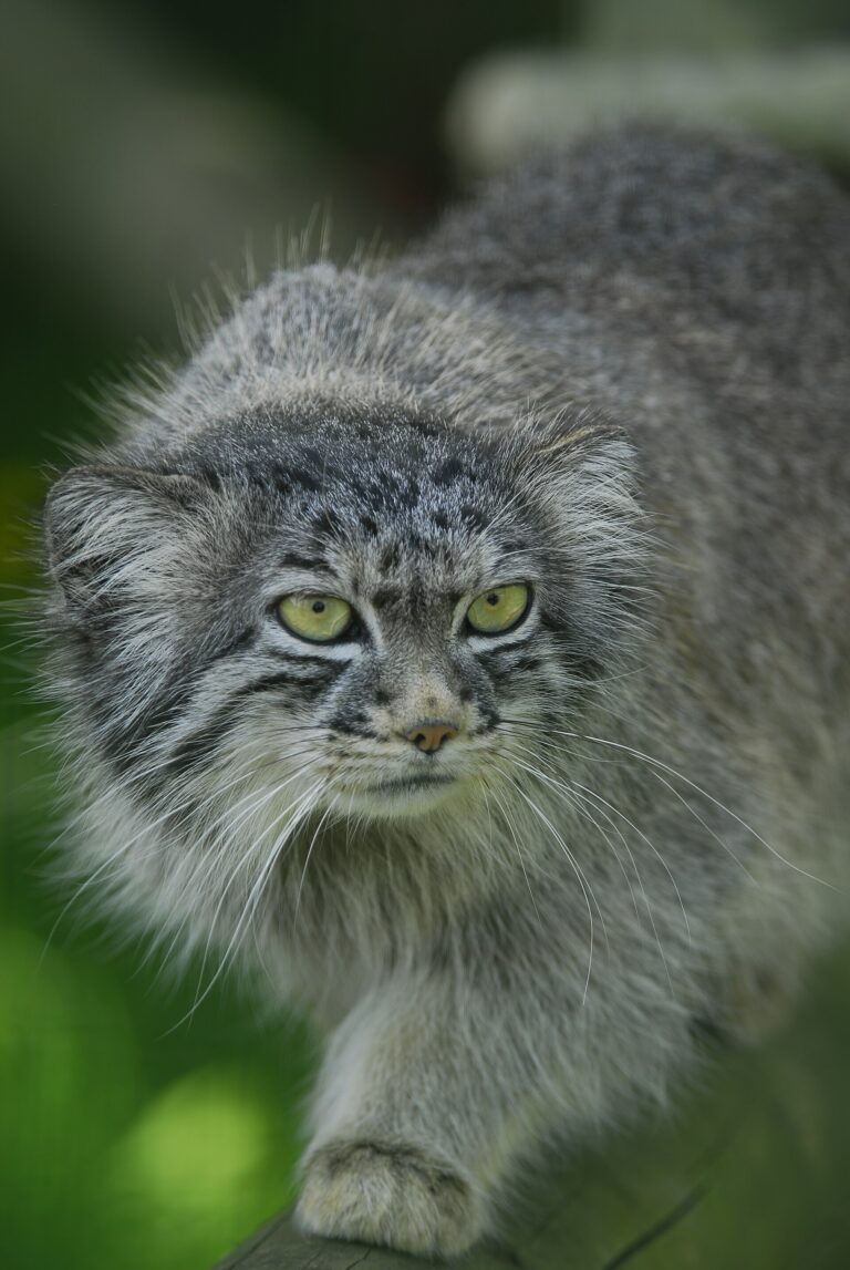 Manul