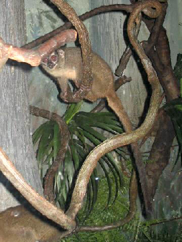 Mirikina obecná