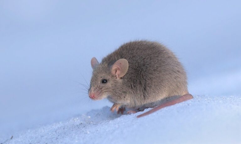 Myš domácí Myš domácí (Mus musculus)