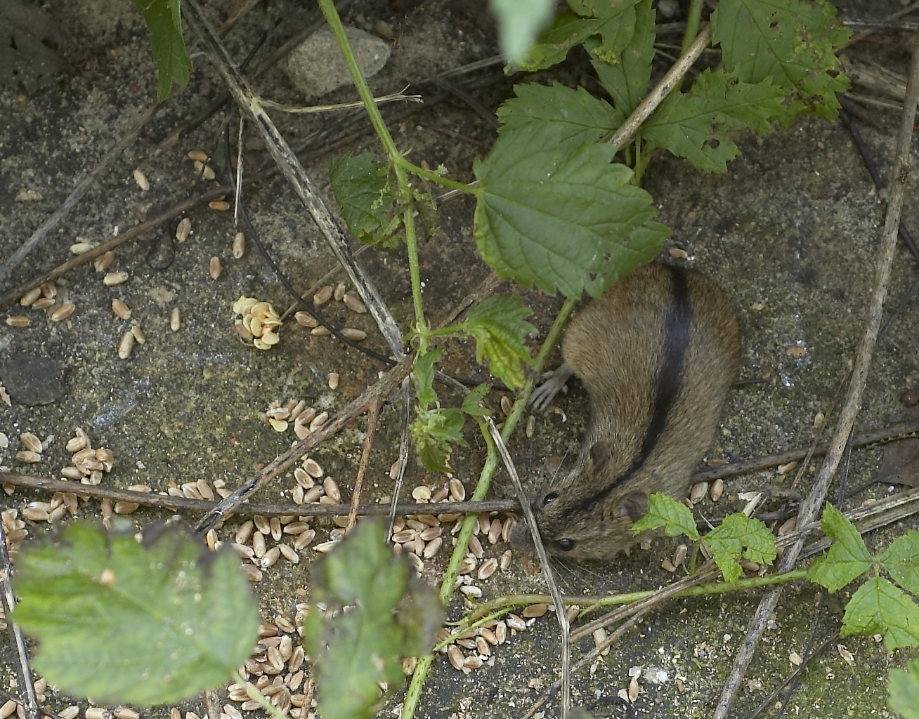 Myšice temnopásá