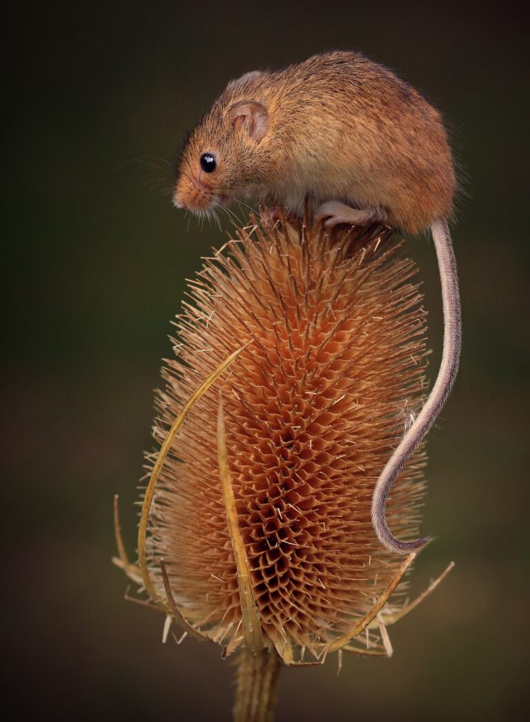 Myška drobná (Micromys minutus)