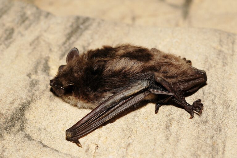 Netopýr pobřežní (Myotis dasycneme)