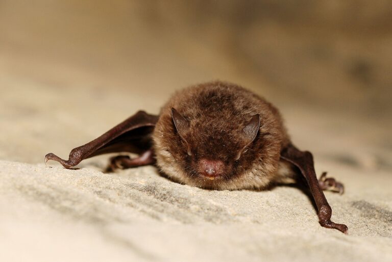 Netopýr vodní (Myotis daubentonii)