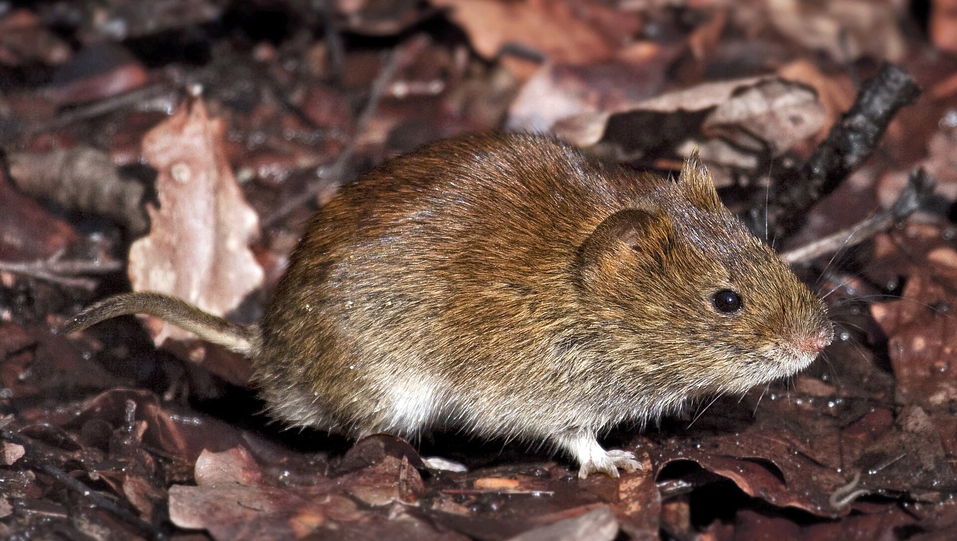 Norník rudý