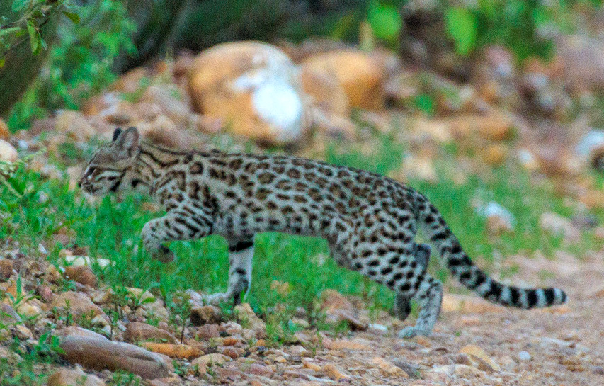 Ocelot stromový