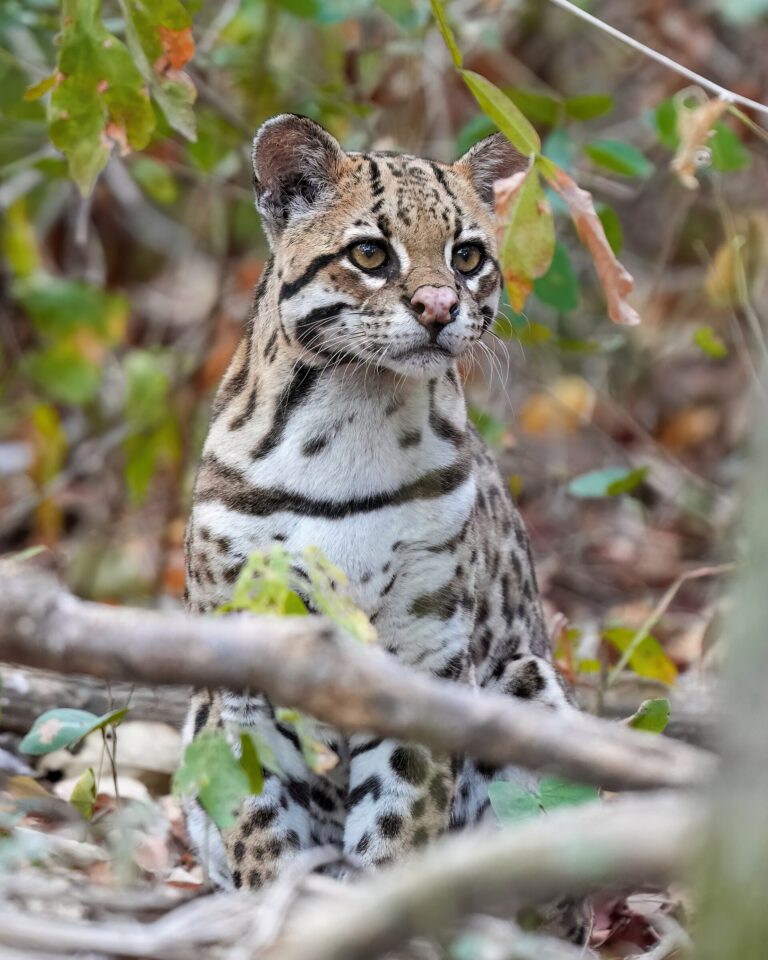 Ocelot velký (Leopardus pardalis)