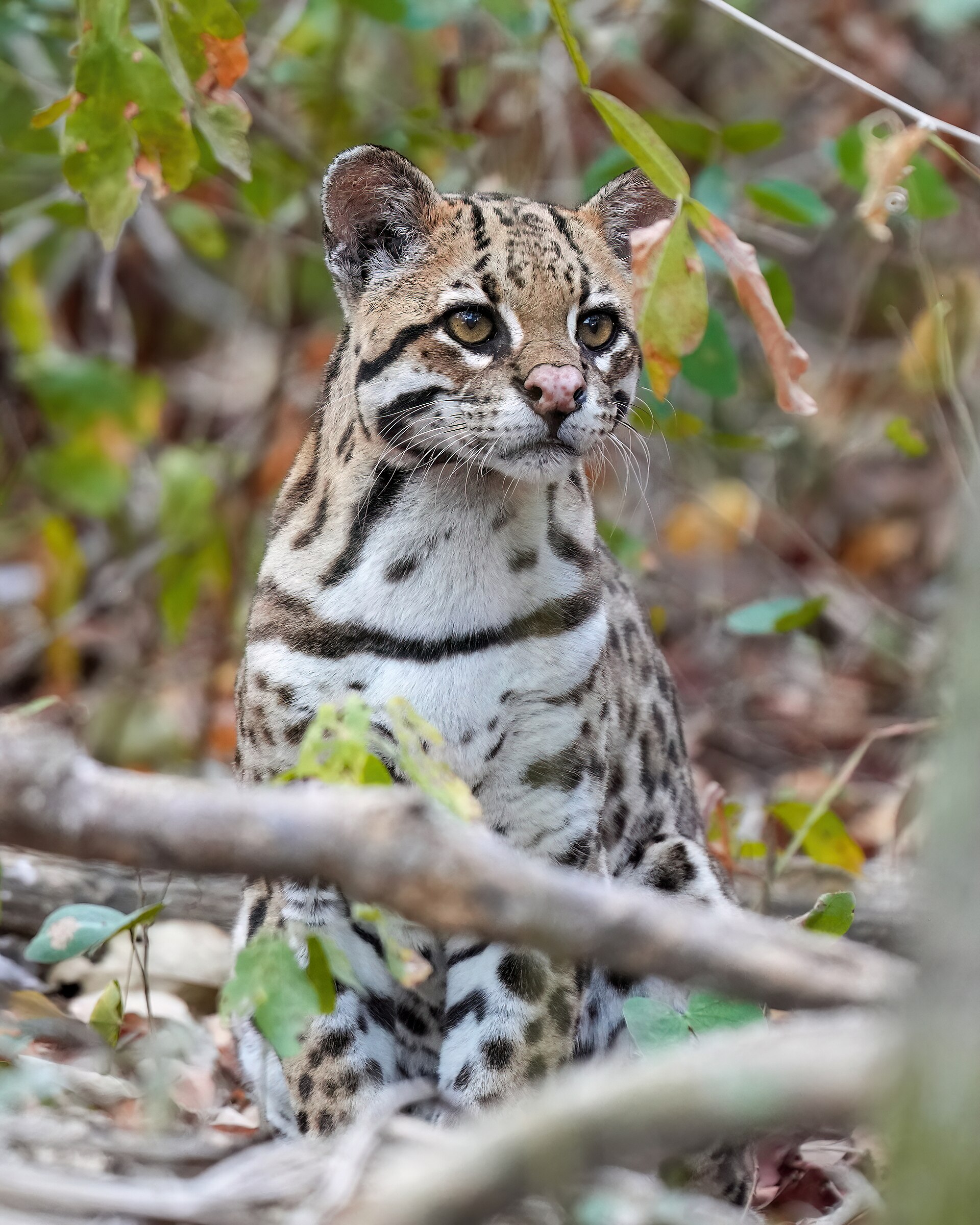 Ocelot velký