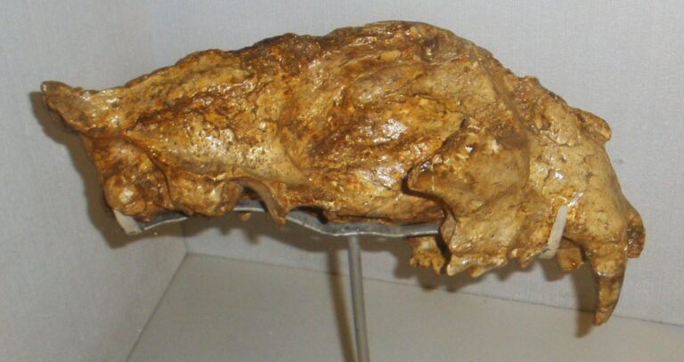 Panthera gombaszoegensis (Panthera gombaszoegensis)