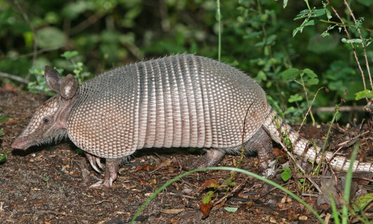 Pásovec devítipásý (Dasypus novemcinctus)