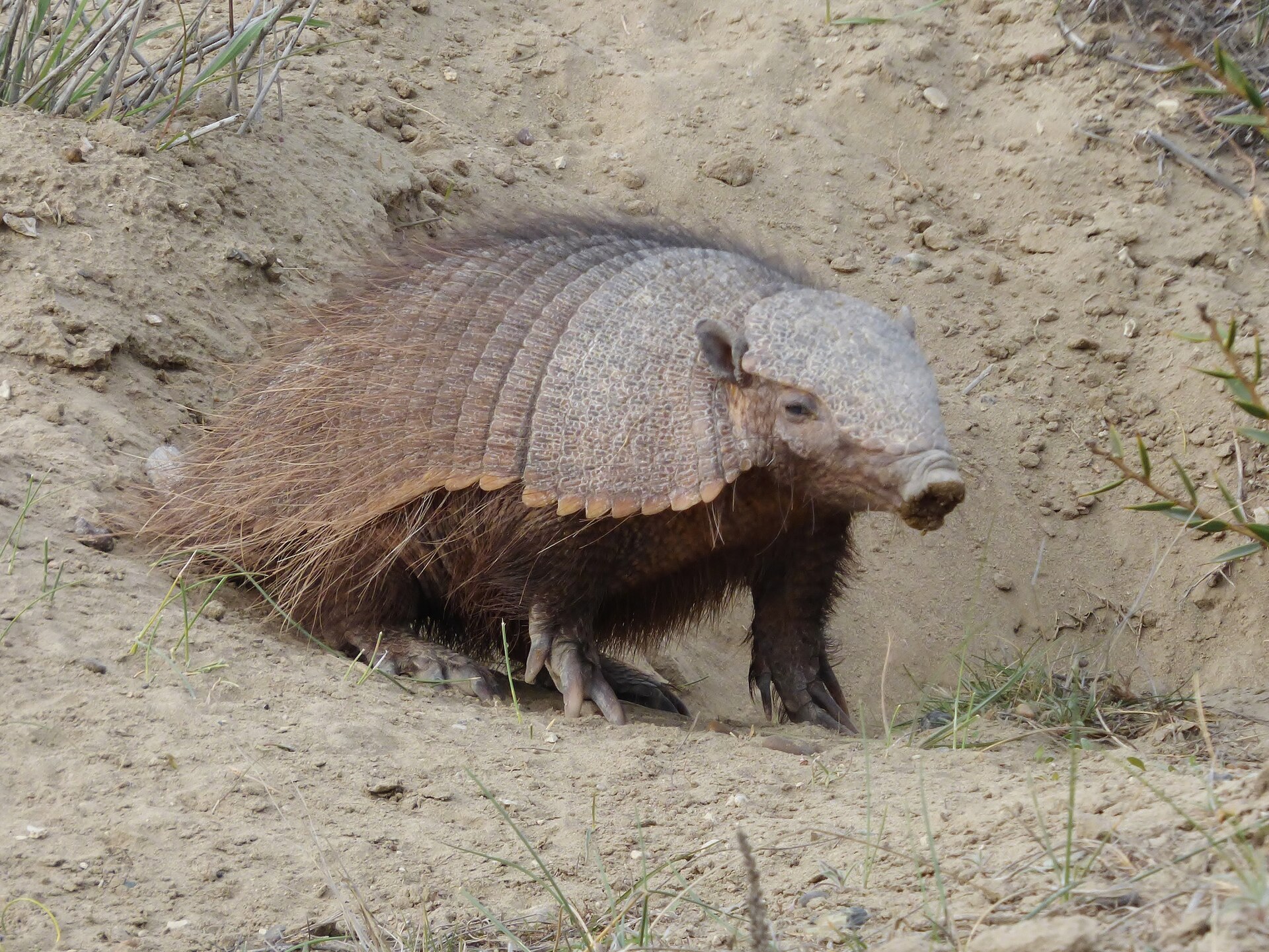 Pásovec štětinatý
