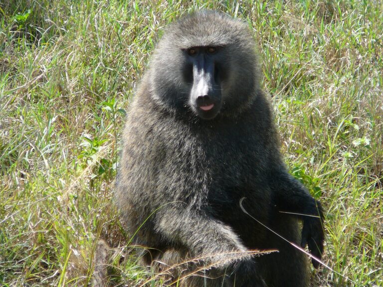 Pavián anubi (Papio anubis)