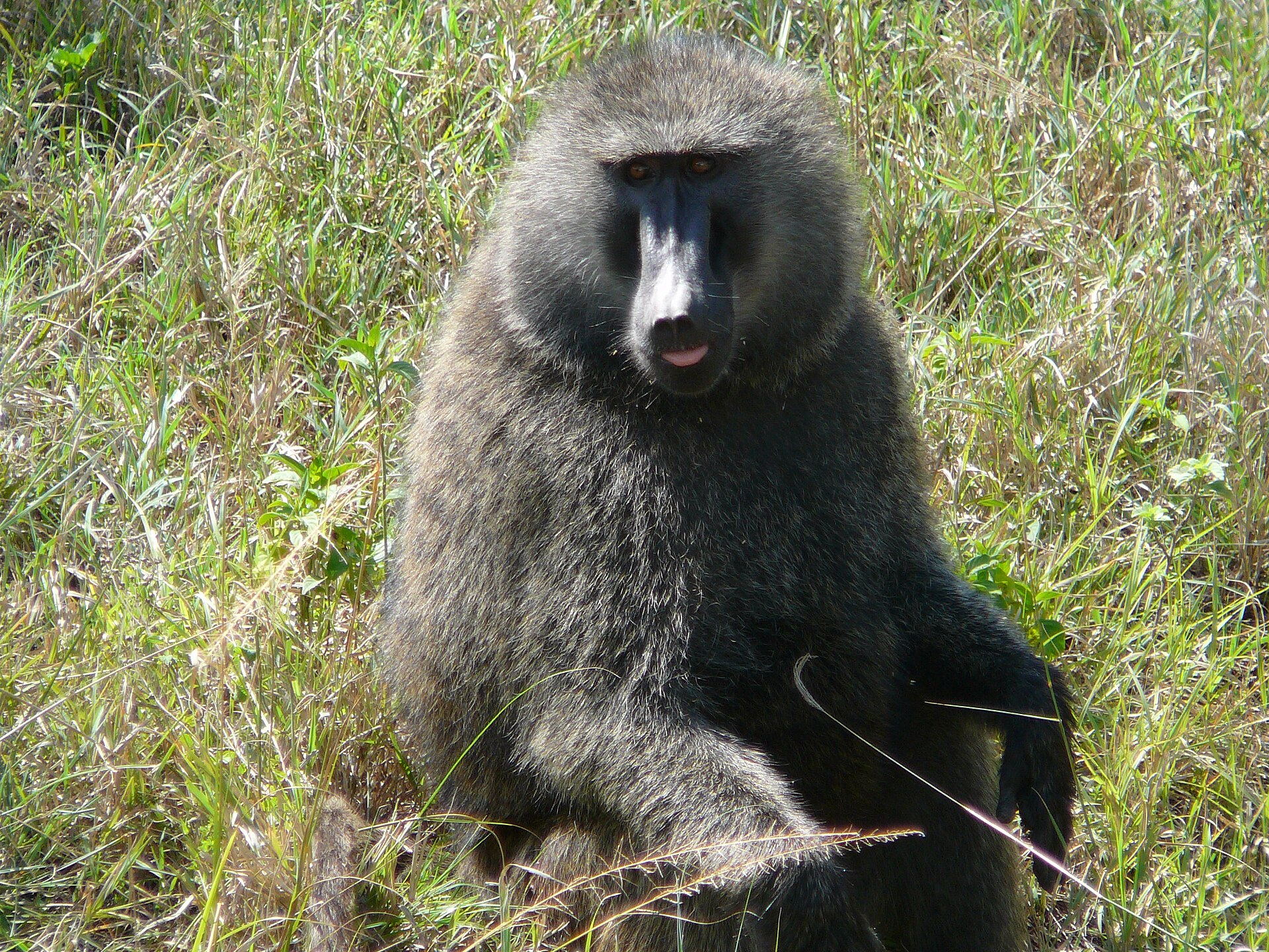 Pavián anubi
