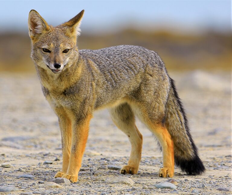 Pes argentinský (Lycalopex griseus)