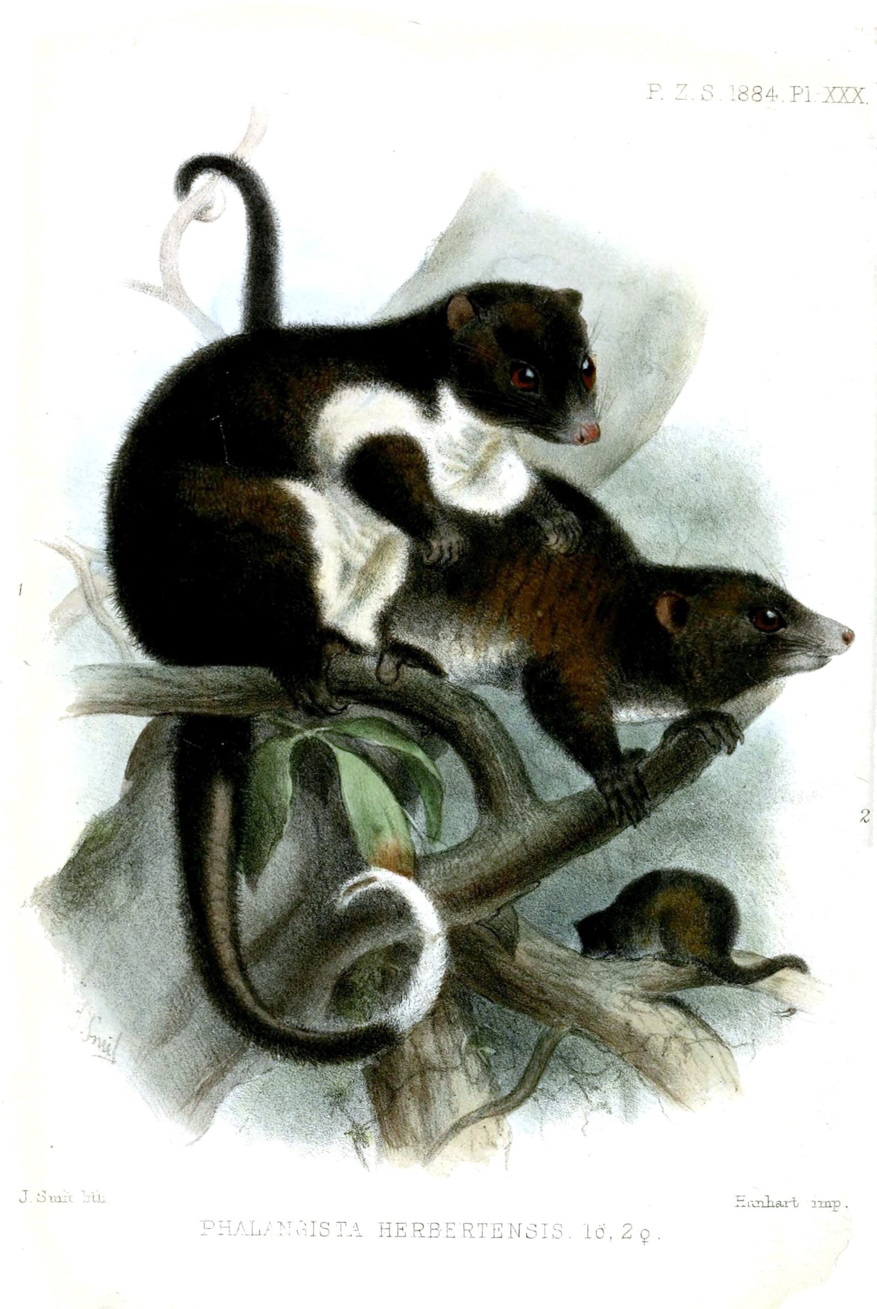 Possum herbertův