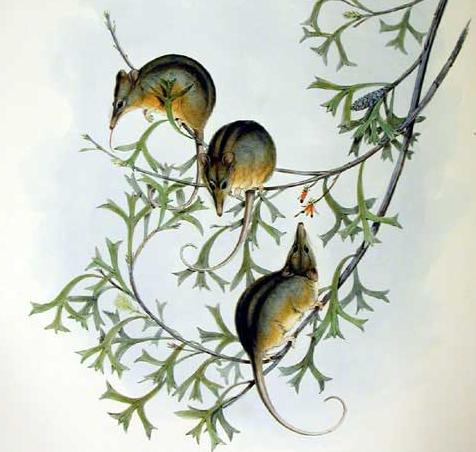 Possum medosavý