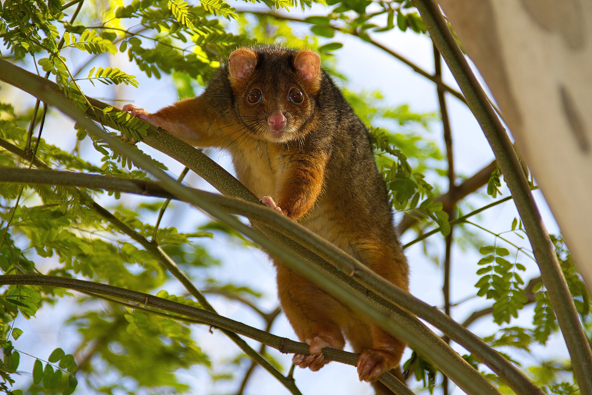 Possum vlnitý